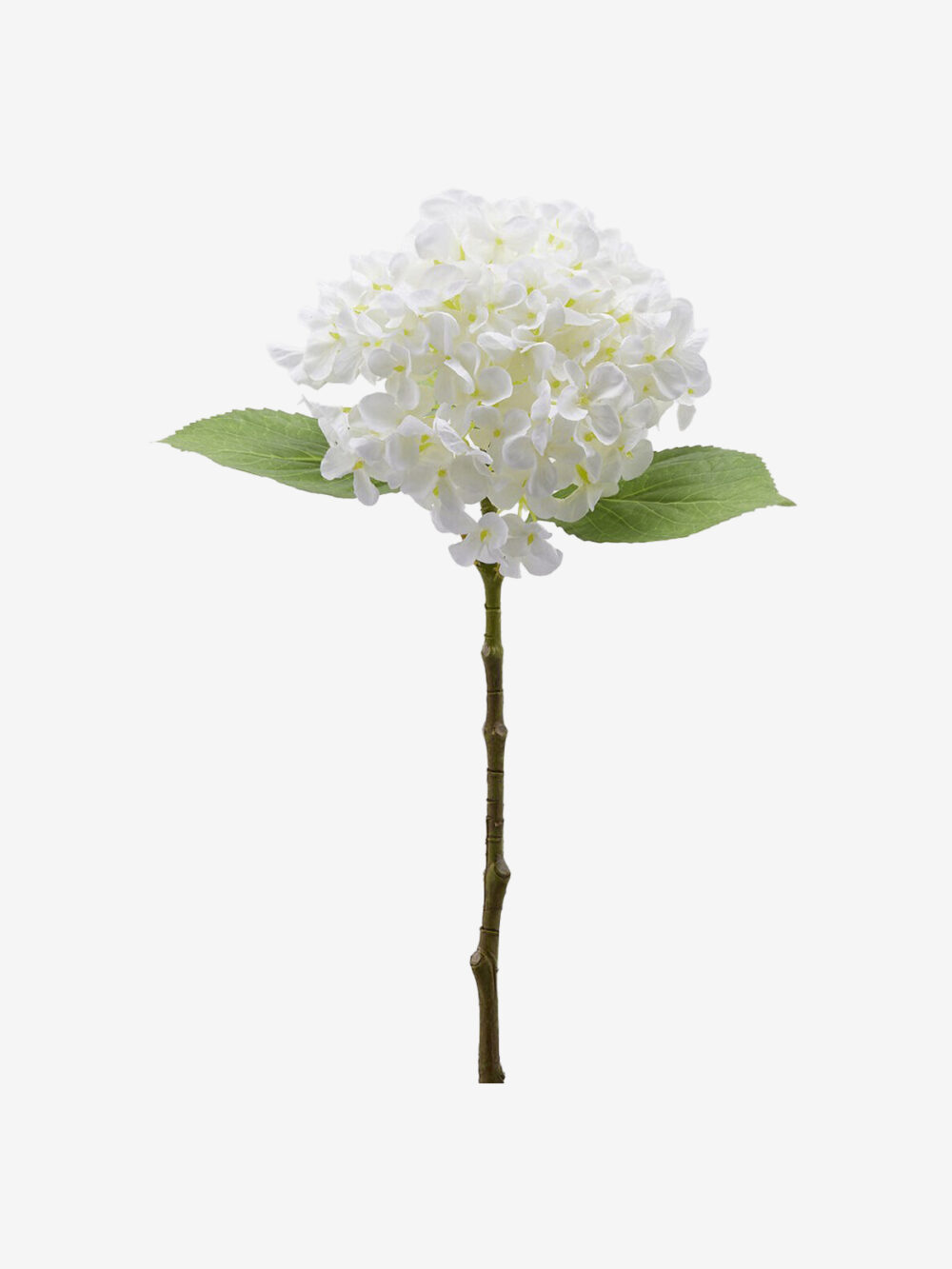 Bela hortenzija Edg - Image 1