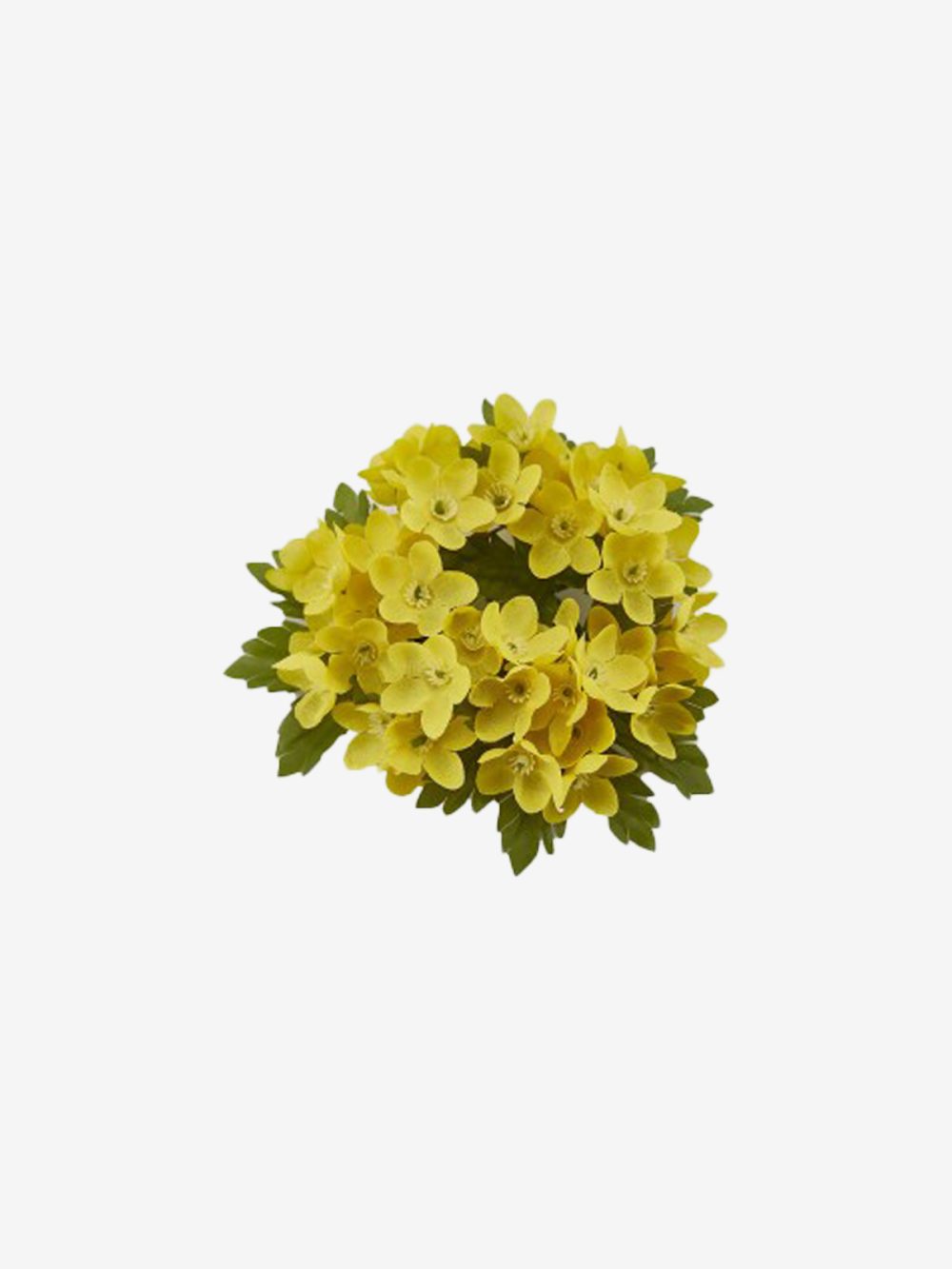 Edg Venček Gypsophila Alpina - Image 1