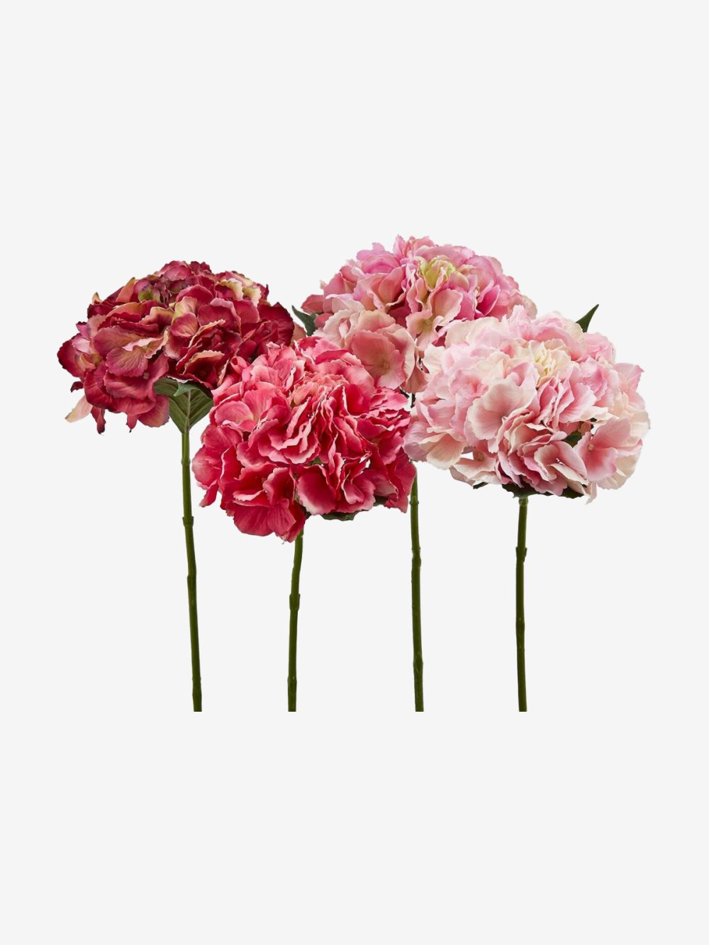 Edg Hortenzija Olis Ramo - Image 1