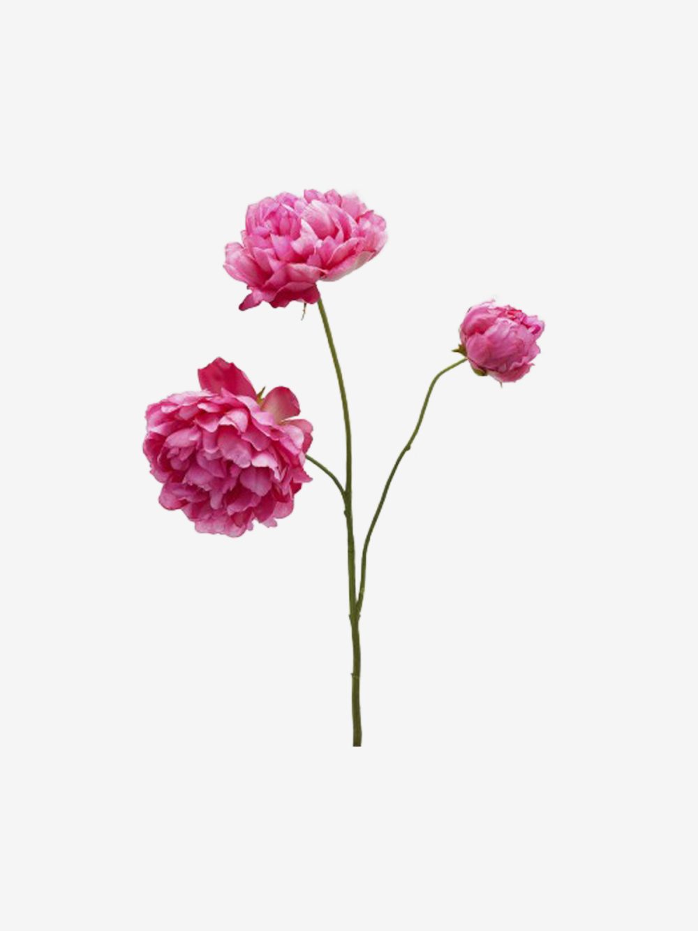 Edg Potonika Ramo - Image 1