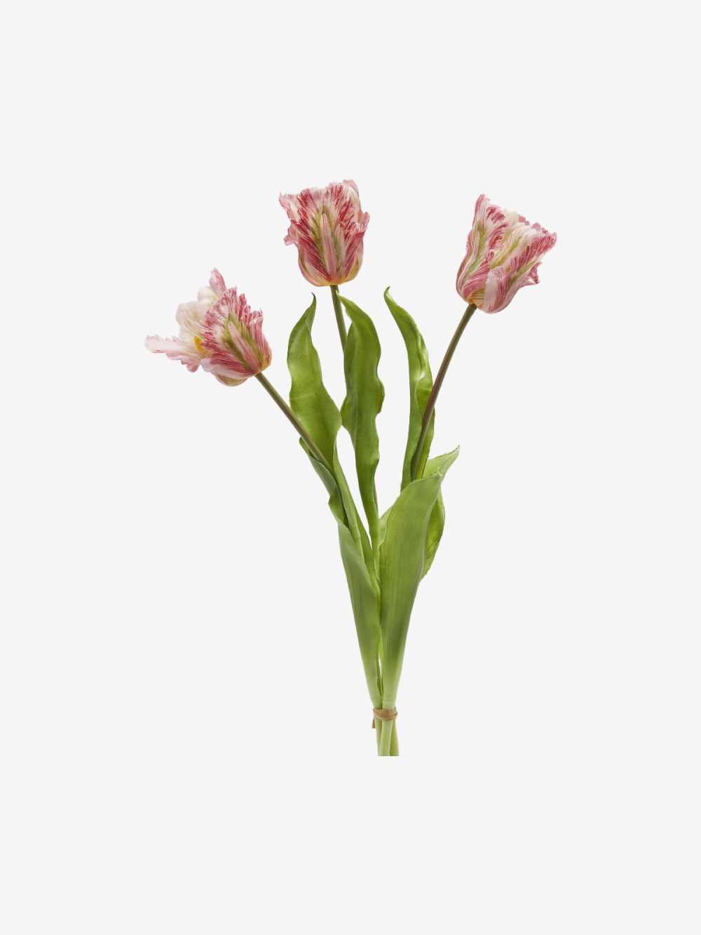 Edg Tulipani - Image 1